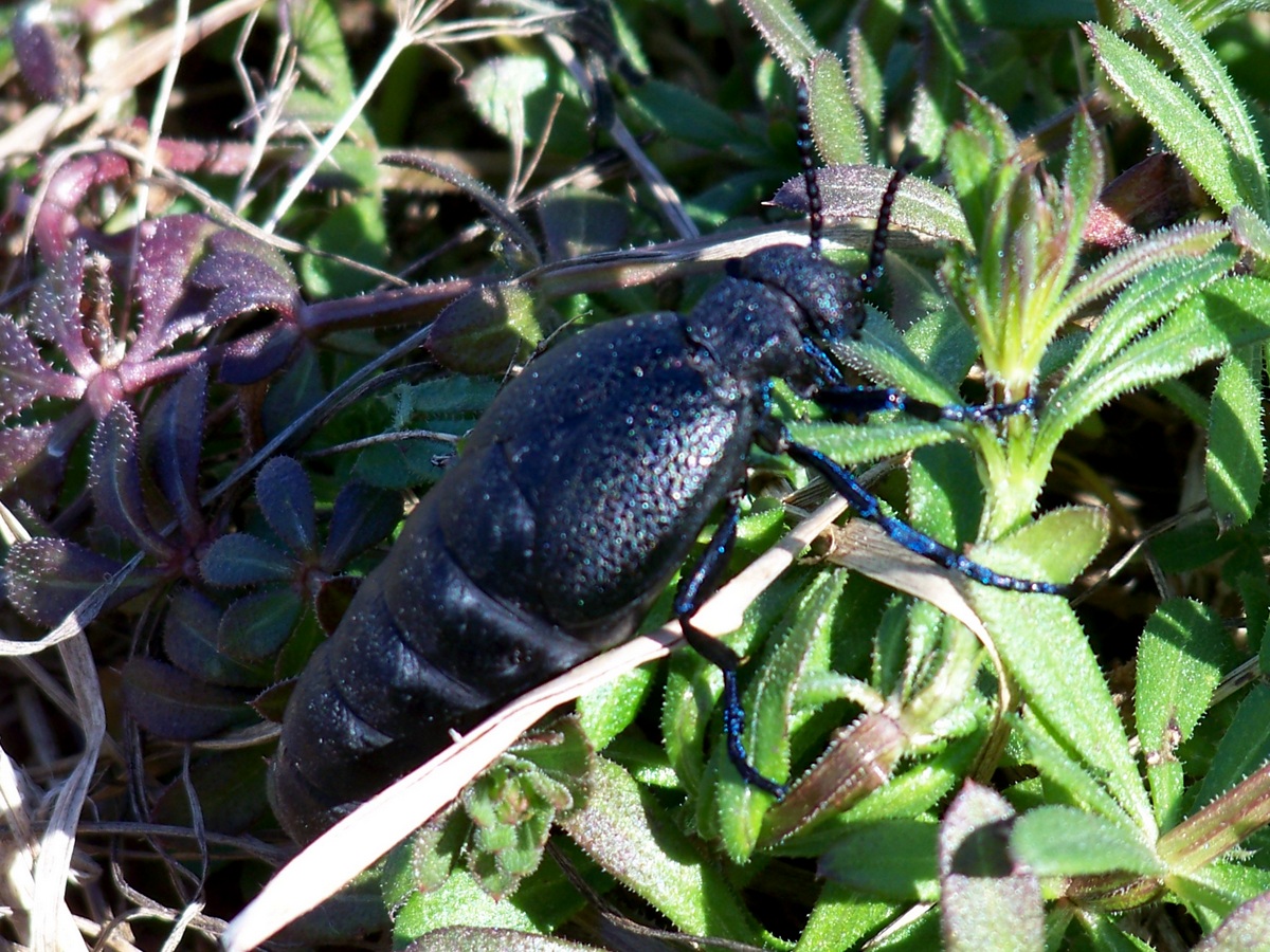 Meloe cicatricosus - óriásnünüke