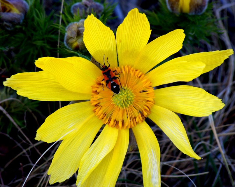 Lygaeus equestris/simulans
