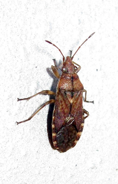 Orsillus depressus - tuja-fényesbodobács
