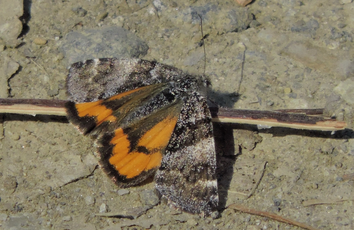 Boudinotiana notha - vörhenyes nappaliaraszoló