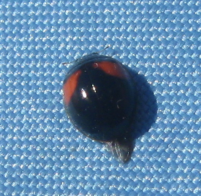 Adalia decempunctata - tízpettyes katica