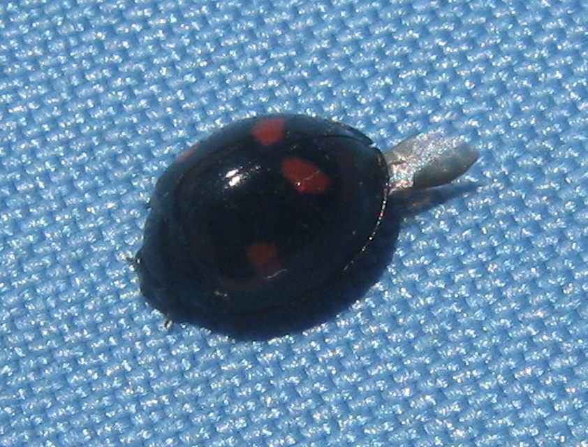 Exochomus quadripustulatus - négyfoltos szerecsenkata