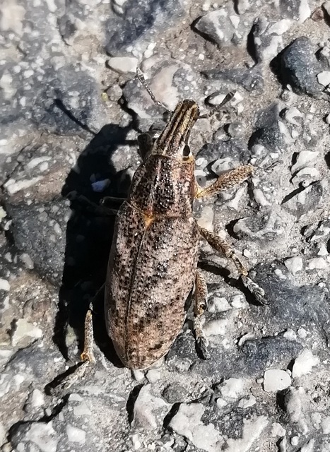 Cleonis pigra - közönséges bogáncsbarkó