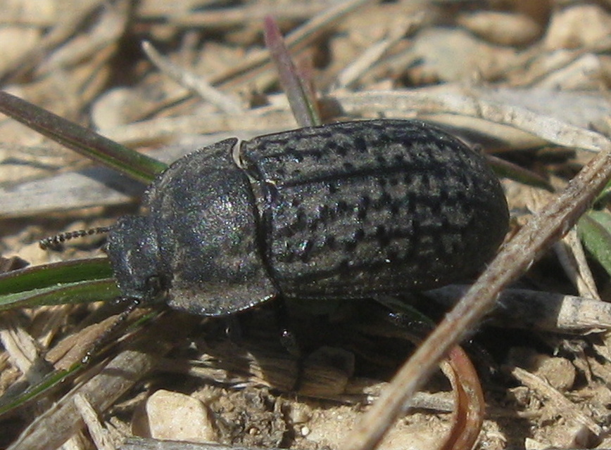 Opatrum sabulosum - sároshátú gyászbogár