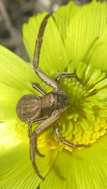 Spiracme striatipes - csíkoslábú karolópók