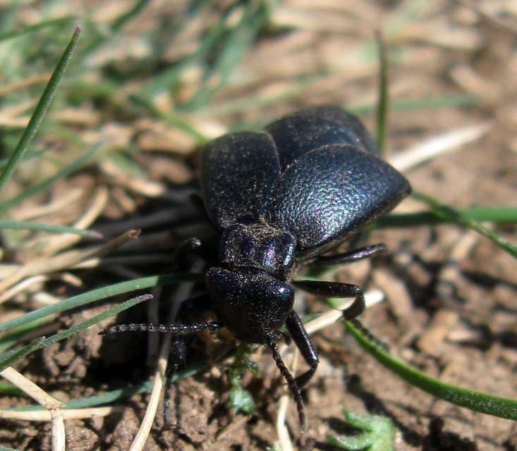 Meloe decorus - csinos nünüke