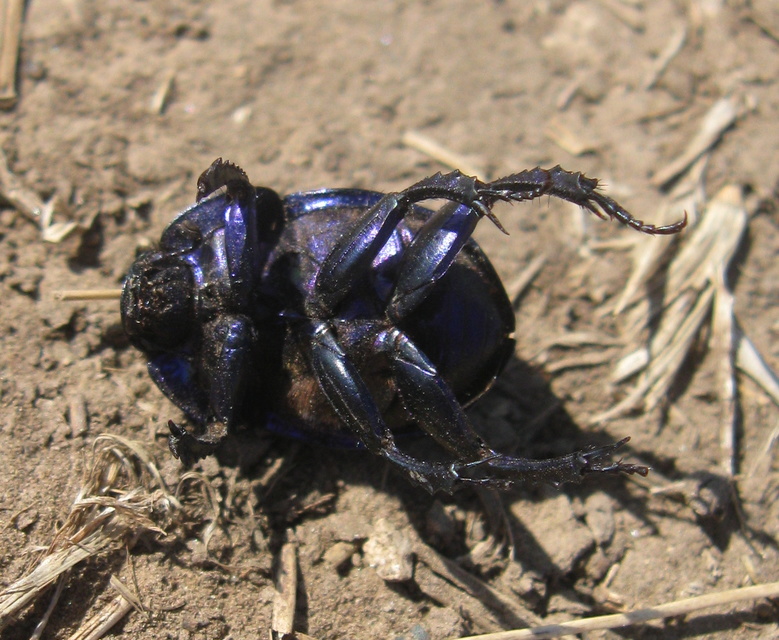 Trypocopris vernalis - tavaszi álganéjtúró