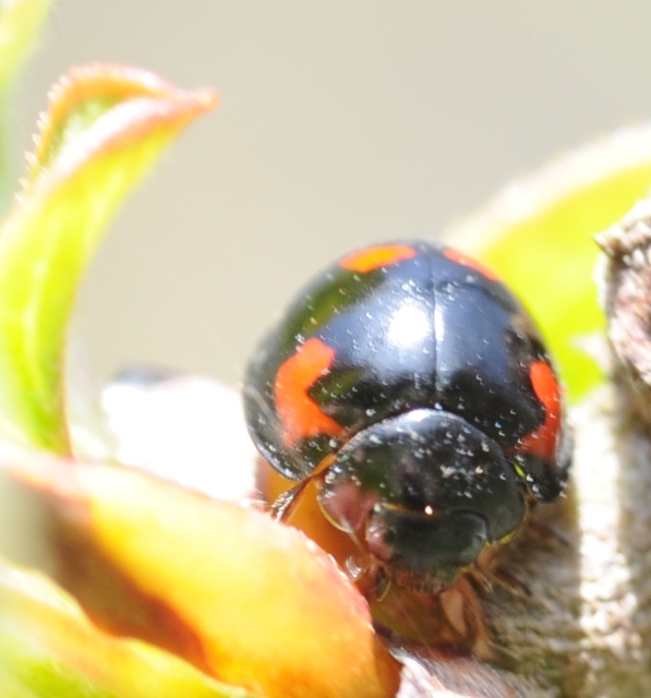 Exochomus quadripustulatus - négyfoltos szerecsenkata