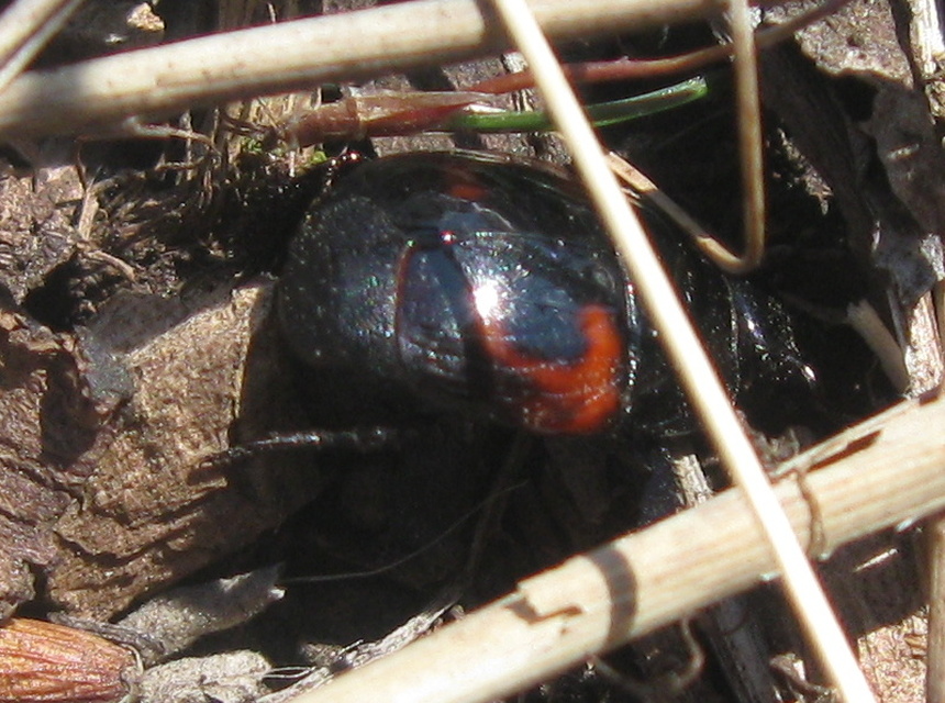 Hister quadrimaculatus - közönséges sutabogár