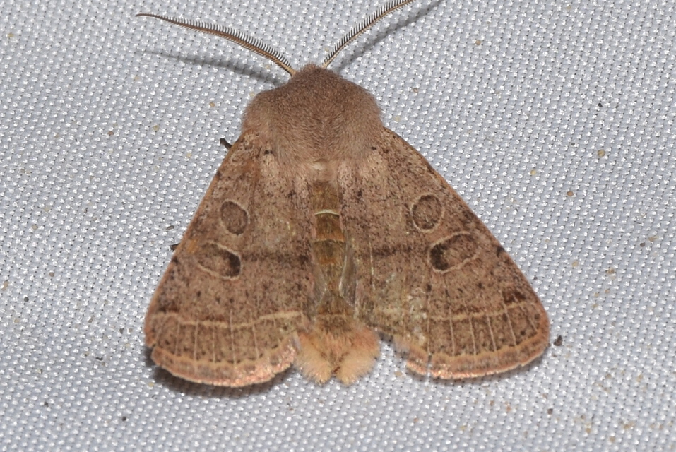 Orthosia cerasi - közepes barkabagoly