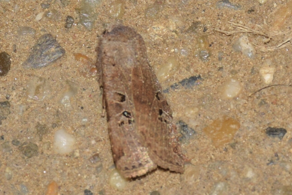 Conistra rubiginosa - szürke télibagoly