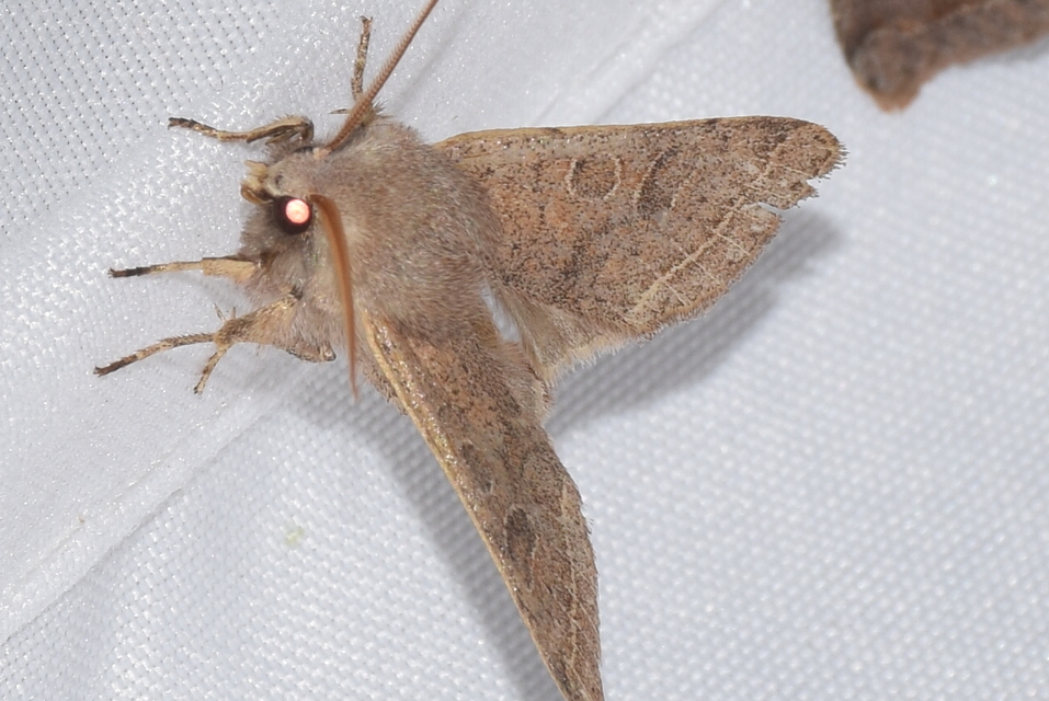 Orthosia gracilis - karcsú barkabagoly