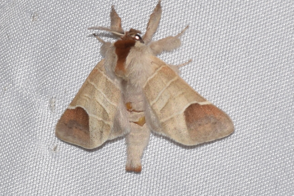 Clostera curtula - rövidszárnyú levélszövő
