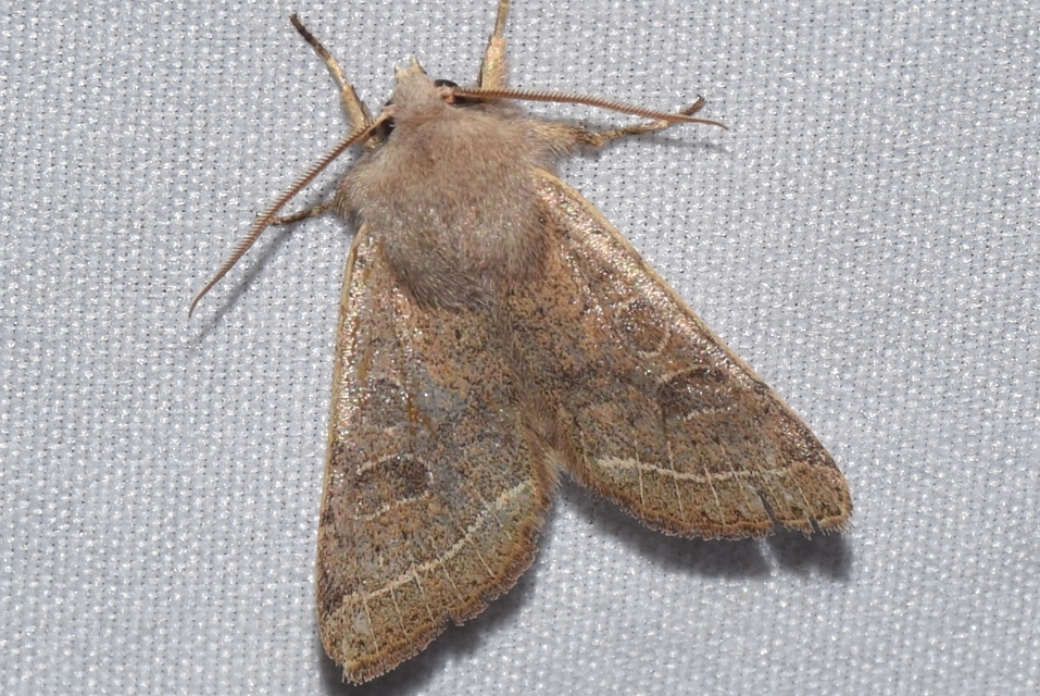 Orthosia cerasi - közepes barkabagoly