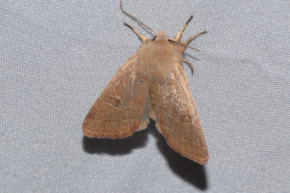 Orthosia cerasi - közepes barkabagoly