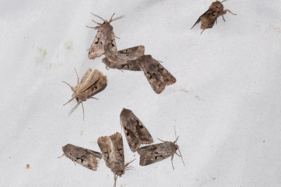 Orthosia gothica - feketefoltos barkabagoly