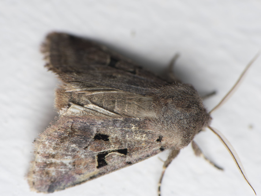 Orthosia gothica - feketefoltos barkabagoly