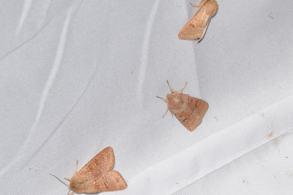 Orthosia miniosa - sárgás barkabagoly