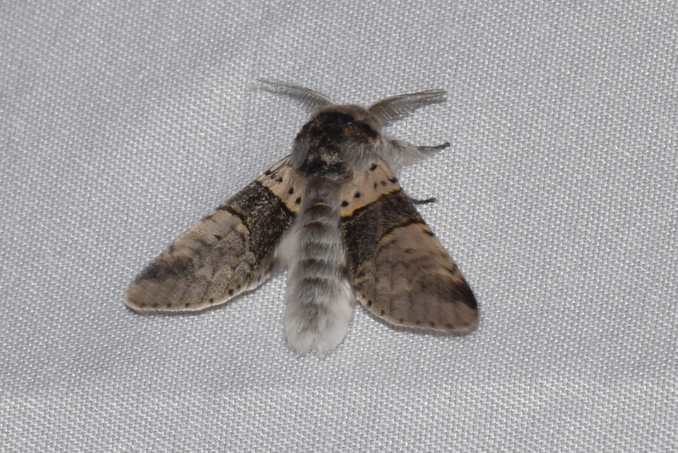 Furcula furcula - szürke púposszövő