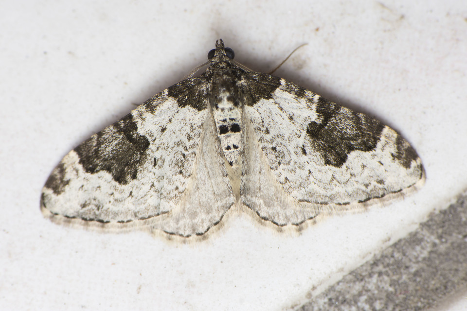 Xanthorhoe fluctuata - közönséges tarkaaraszoló