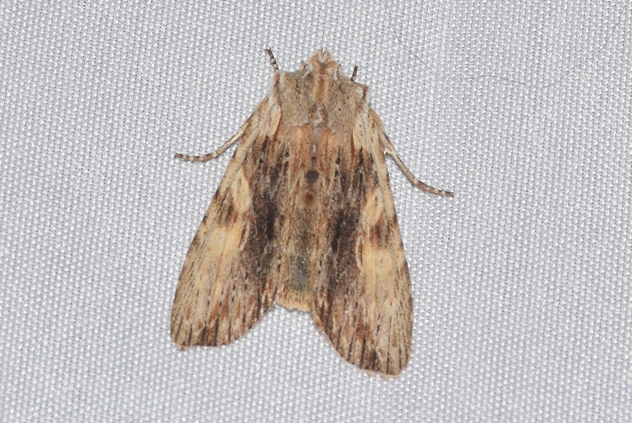 Lithophane socia - barna fabagoly