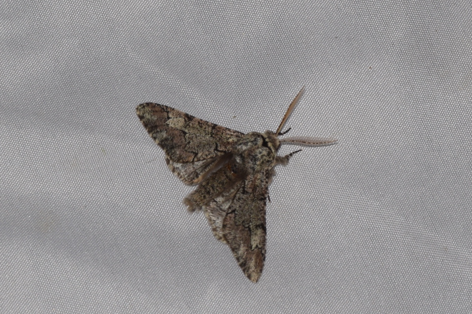 Biston strataria - barnapettyes araszoló