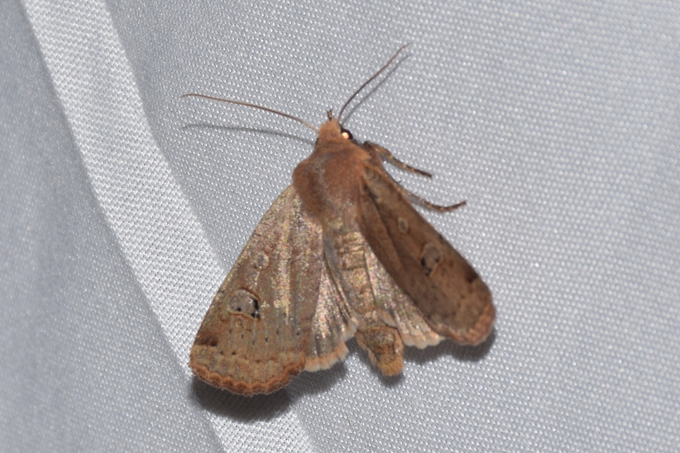 Conistra erythrocephala - vörösfejű őszibagoly