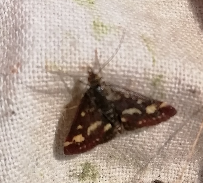 Pyrausta purpuralis - közönséges bíbormoly