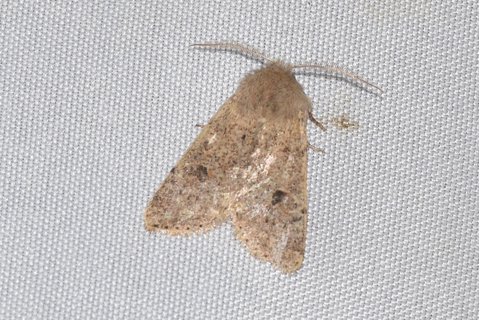 Orthosia cruda - kis barkabagoly