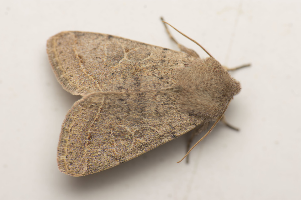 Orthosia cerasi - közepes barkabagoly