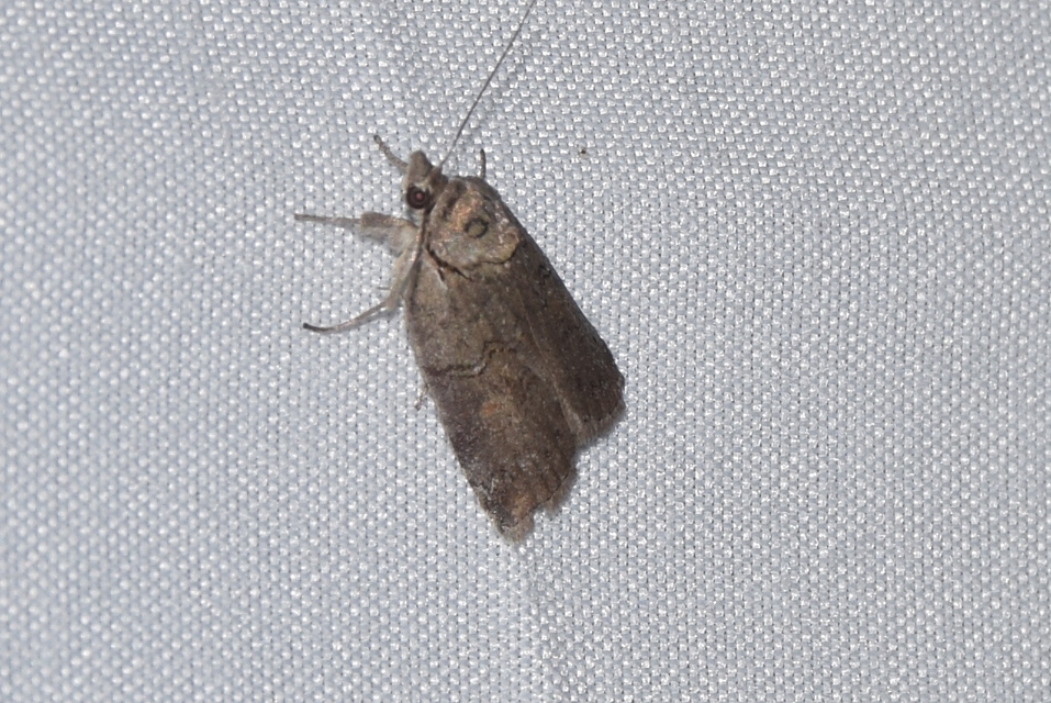 Nycteola asiatica - nyárfa-trapézbagoly
