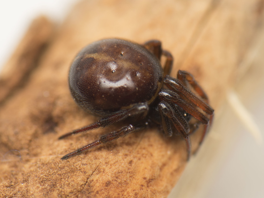 Steatoda bipunctata - kétpettyes faggyúpók