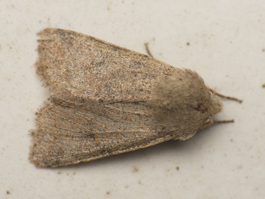 Orthosia incerta - változékony barkabagoly