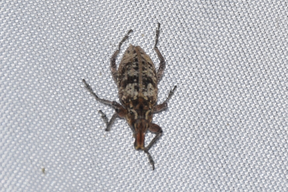 Coniocleonus turbatus - homoki barkó