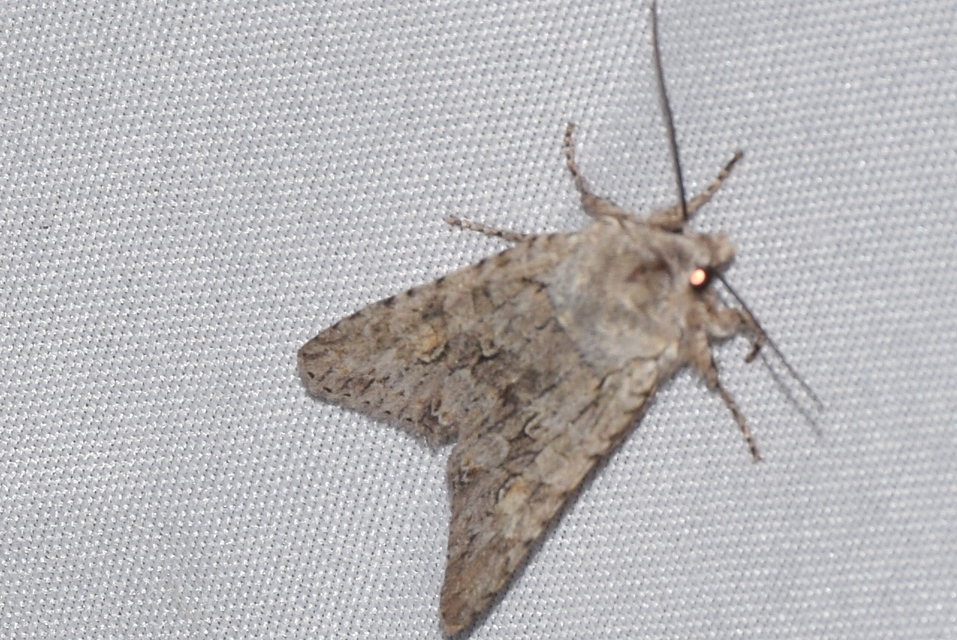 Lithophane ornitopus - közönséges fabagoly