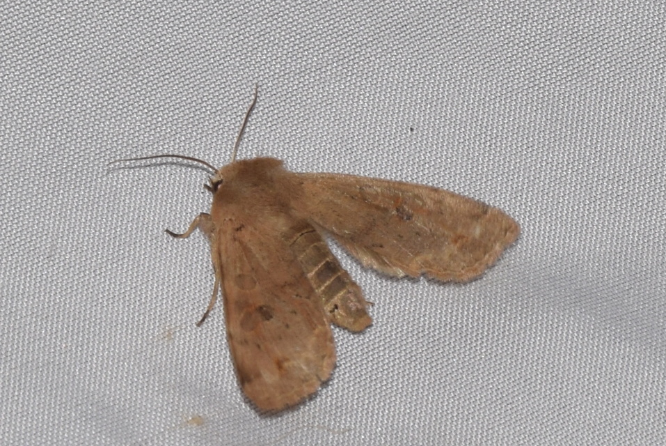 Orthosia gracilis - karcsú barkabagoly