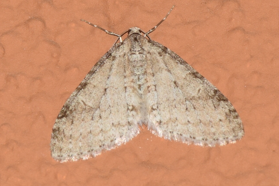 Trichopteryx carpinata - nyárfa-lebenyesaraszoló