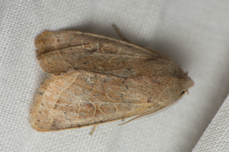 Orthosia cerasi - közepes barkabagoly