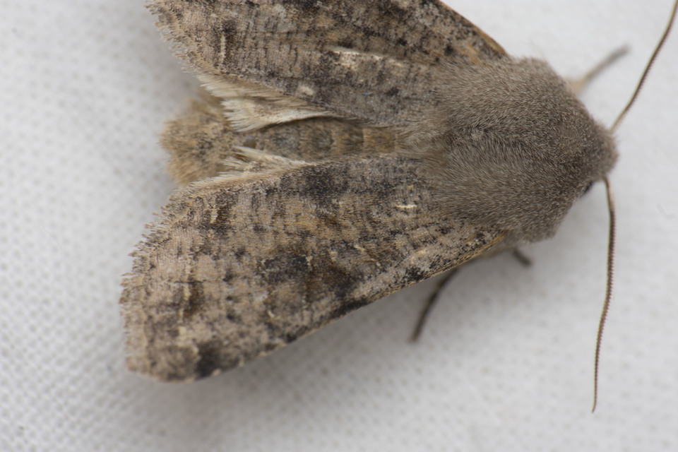 Orthosia incerta - változékony barkabagoly