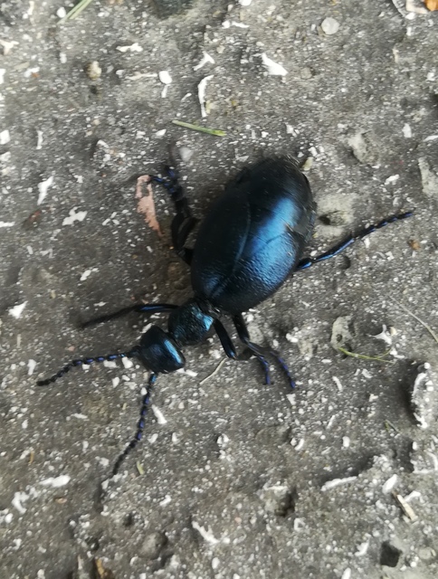 Meloe violaceus - kék nünüke