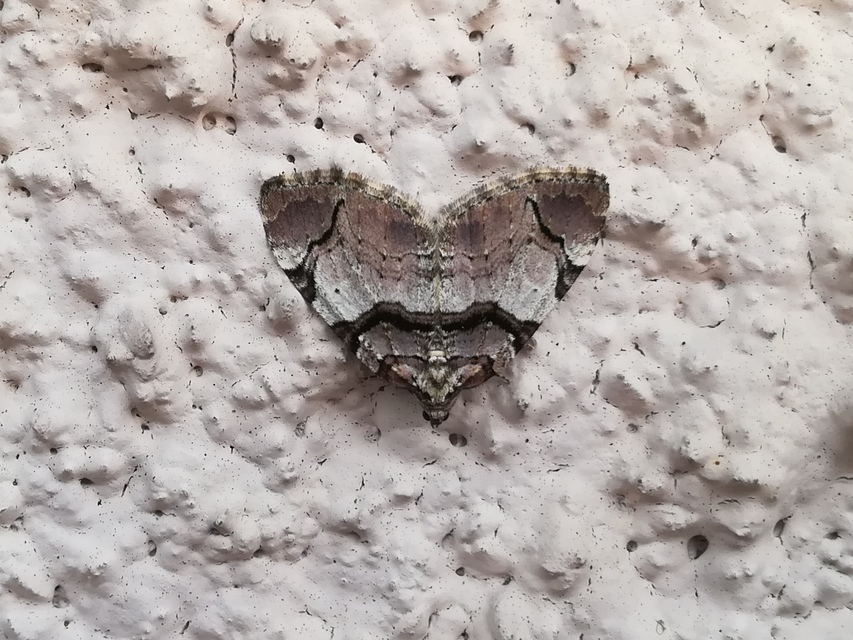 Anticlea derivata - vadrózsa-tarkaaraszoló
