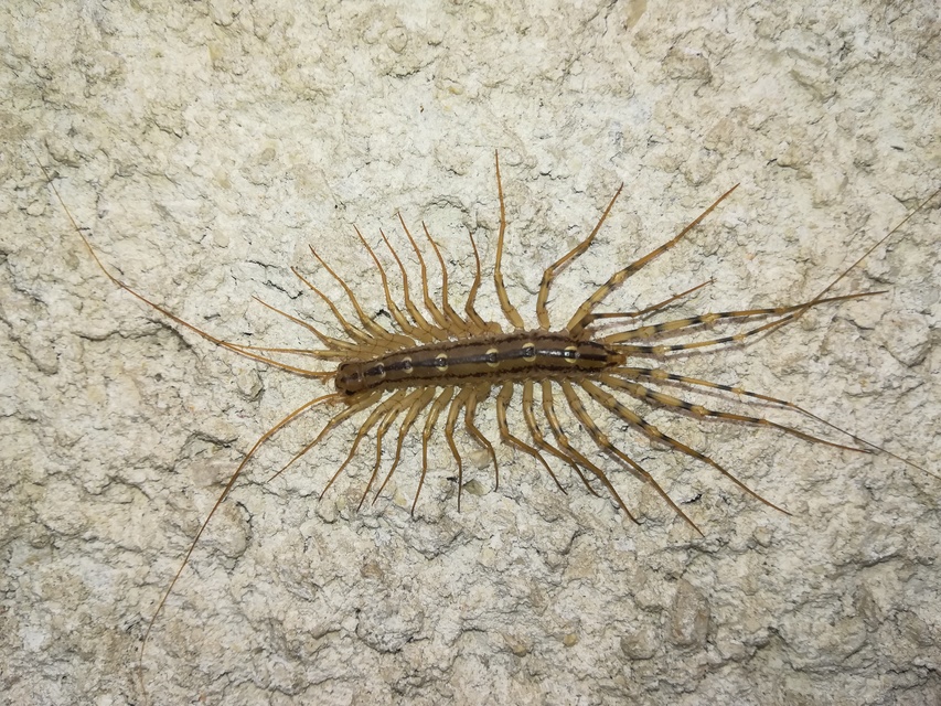 Scutigera coleoptrata - légyölő pókszázlábú