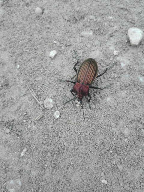 Carabus ulrichii - rezes futrinka