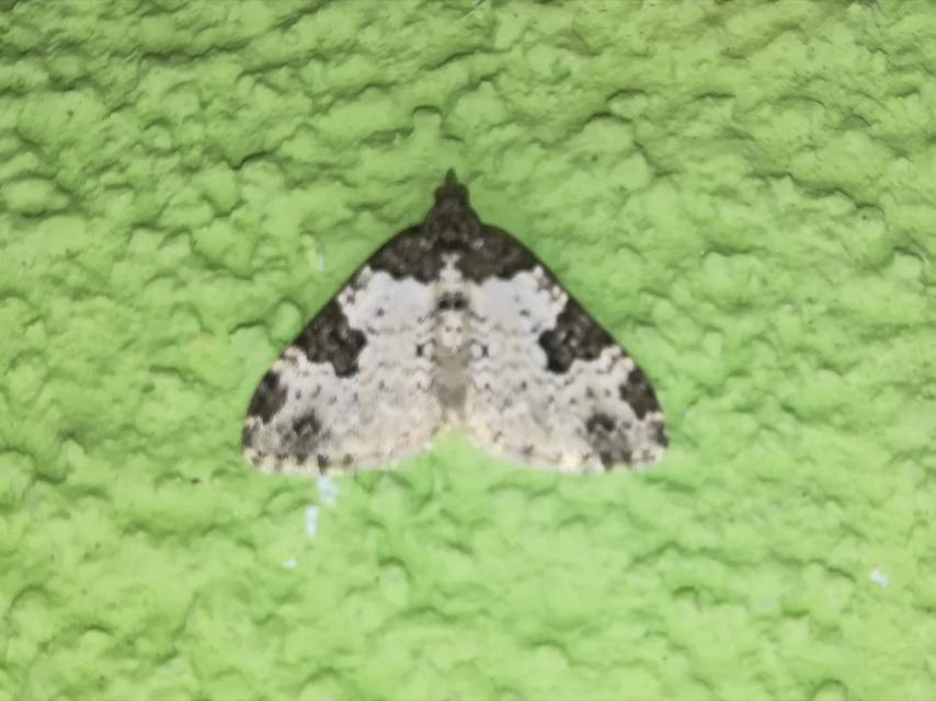 Xanthorhoe fluctuata - közönséges tarkaaraszoló