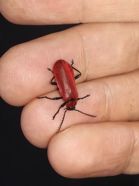Pyrochroa coccinea - nagy bíborbogár