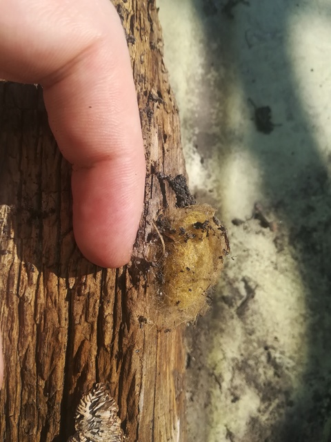 Calliteara pudibunda - hamvasszövő
