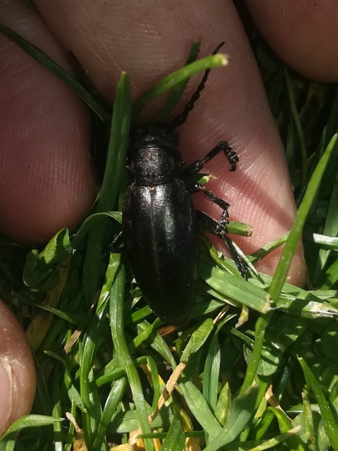 Dorcadion aethiops - fekete gyalogcincér