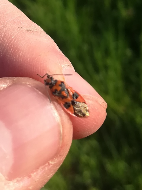 Corizus hyoscyami - piros karimáspoloska