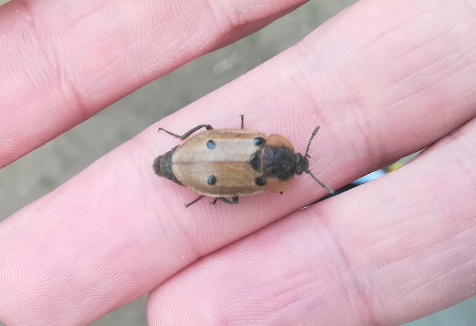 Dendroxena quadrimaculata - négypettyes dögbogár