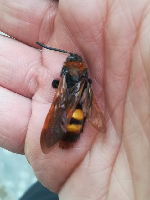 Megascolia maculata - óriás-tőrösdarázs
